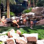 Flamingo Wildlife Habitat