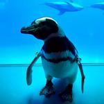Shedd Aquarium