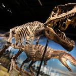 Denver Museum of Nature & Science