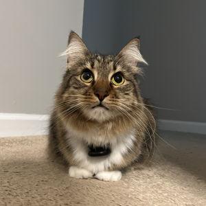 Cash Fund (Kitty's Treat Fund)