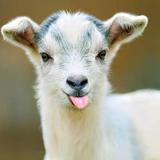 Spring Haven Farm LLC