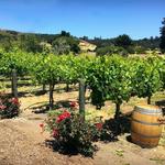 Folktale Winery & Vineyards