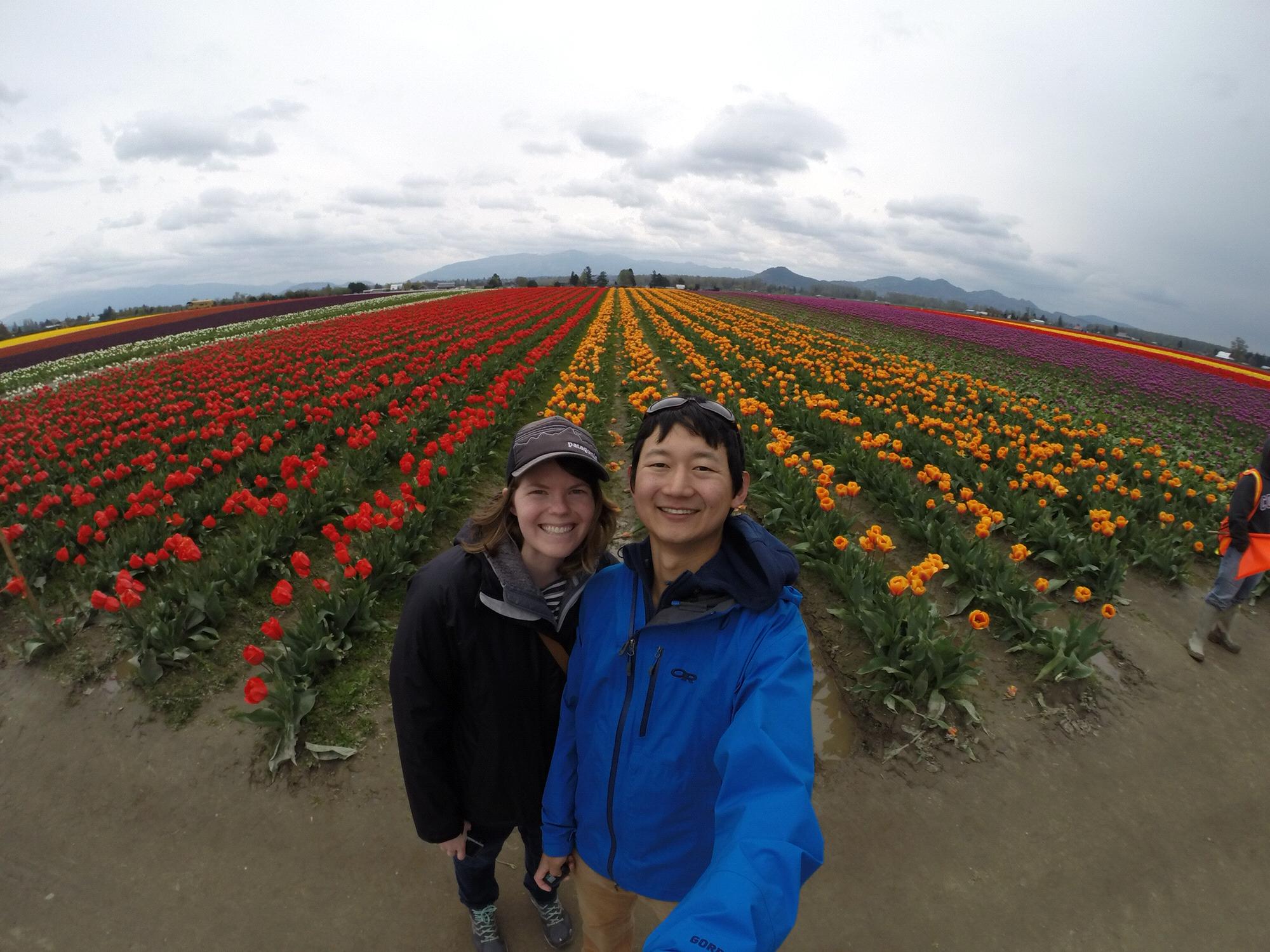 Tulip farm