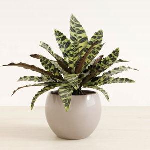 Rattlesnake Calathea