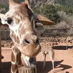 Cheyenne Mountain Zoo
