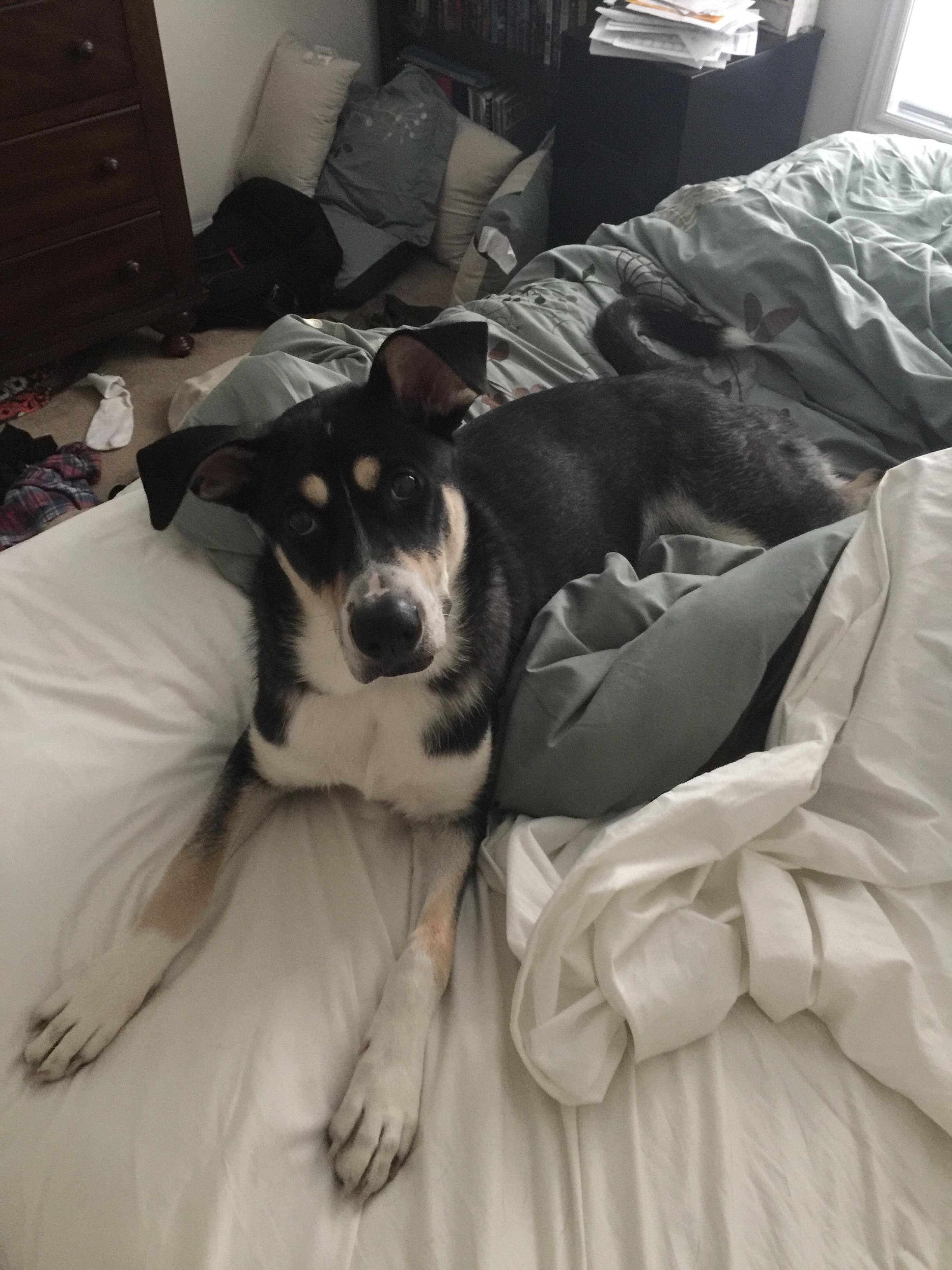 Our fur baby, Duke