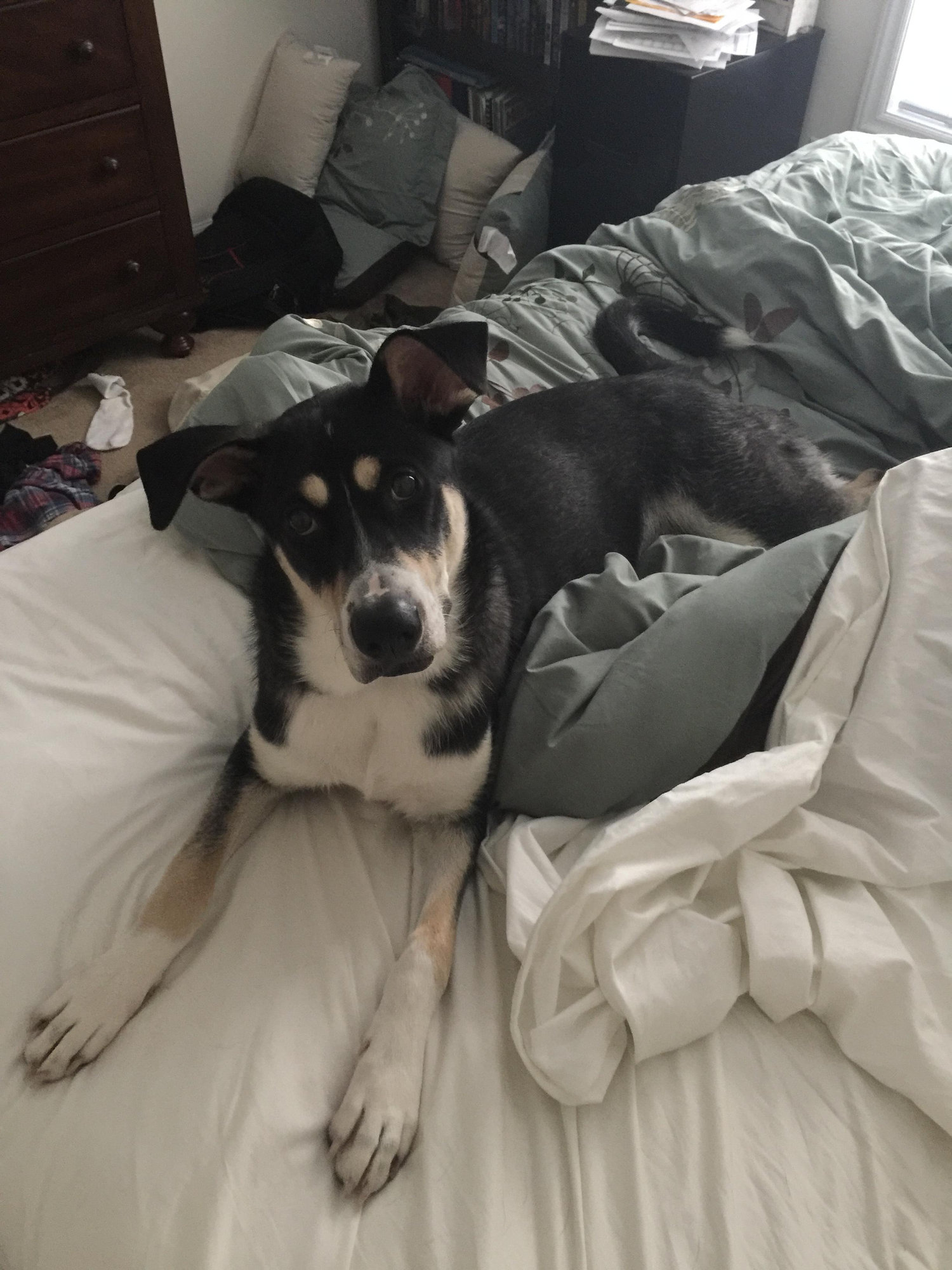 Our fur baby, Duke