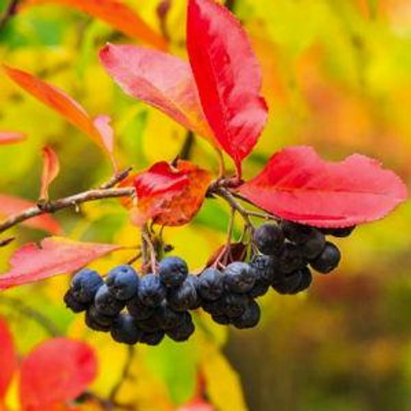 Black Chokeberry For Sale - Mehrabyan Nursery