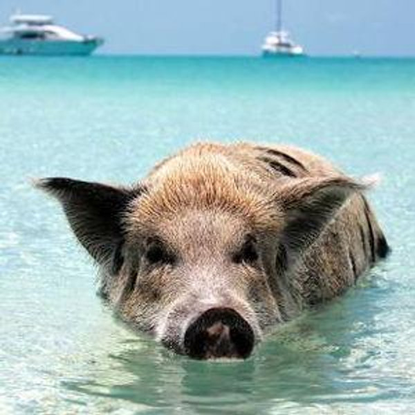Swim with Pigs!