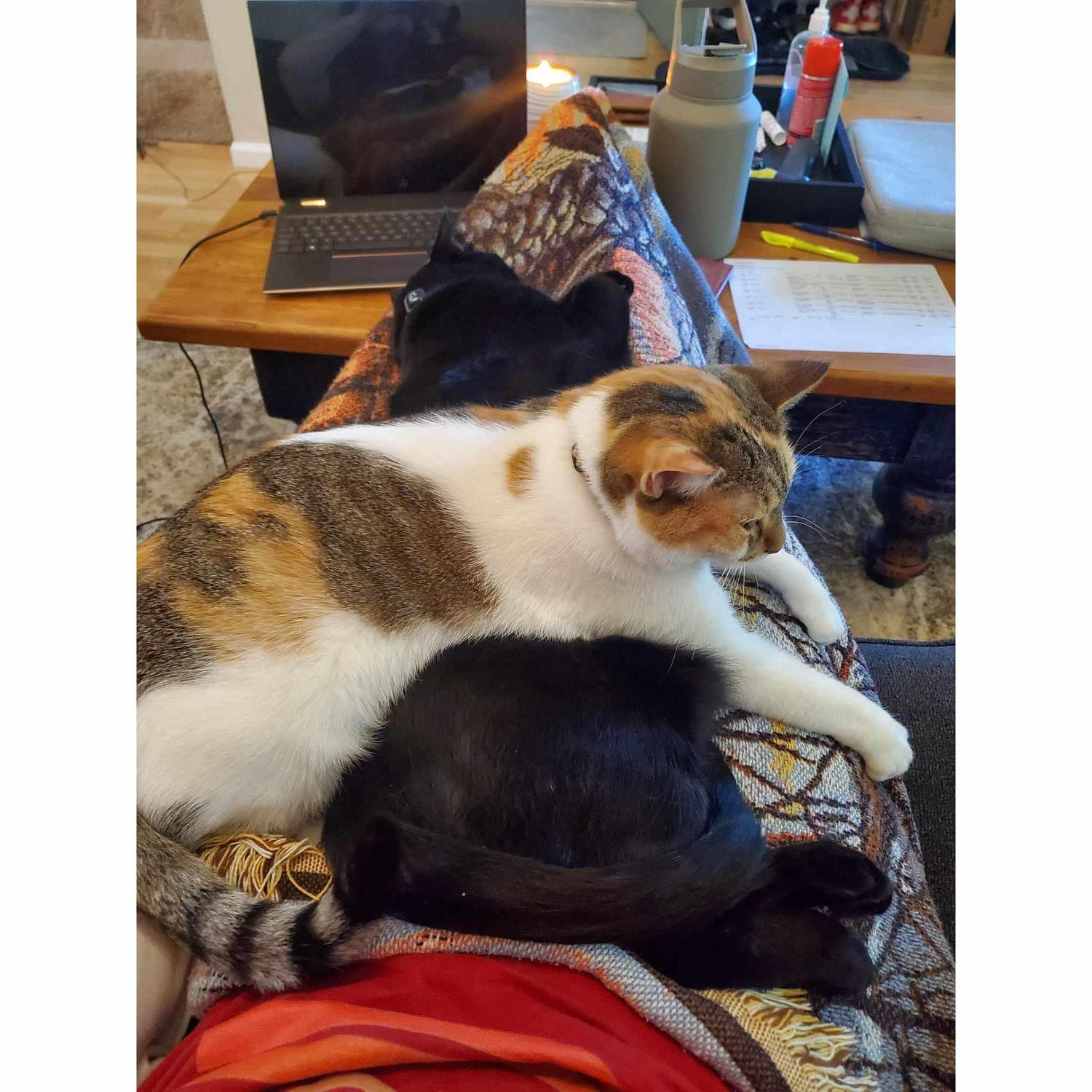 The cats in their 3rd home ❤️