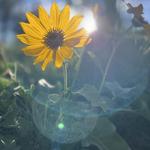 Deepwood Museum & Gardens