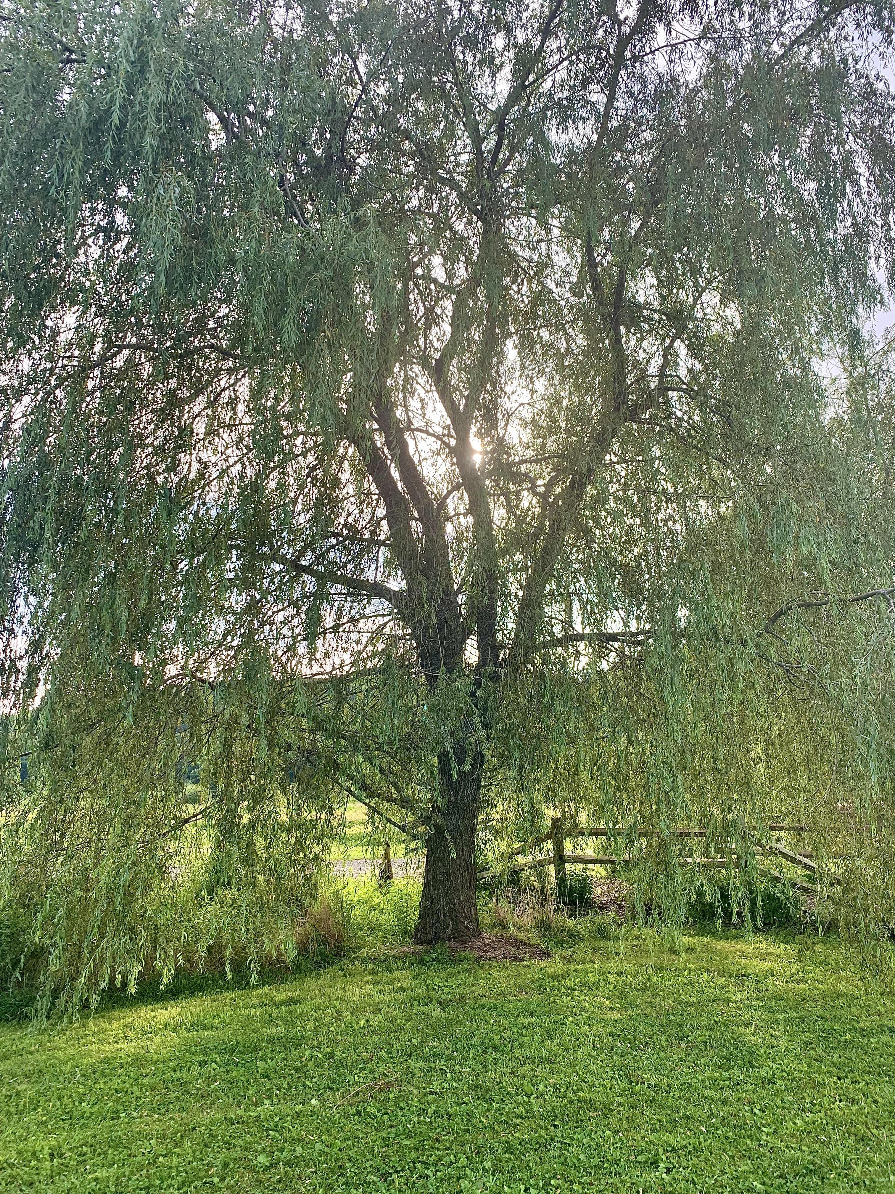 The Wedding Website of Jessica Stelmaszek and Jamie Kristy