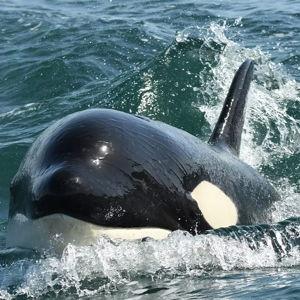 DONATION| Center for Whale Research