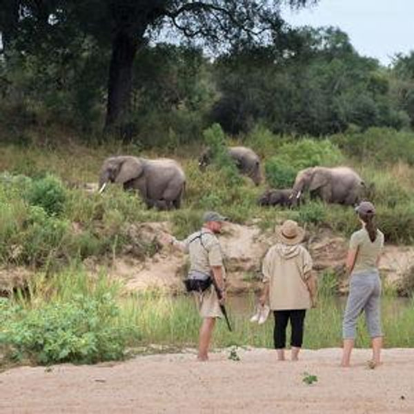 Guided Bush Walks