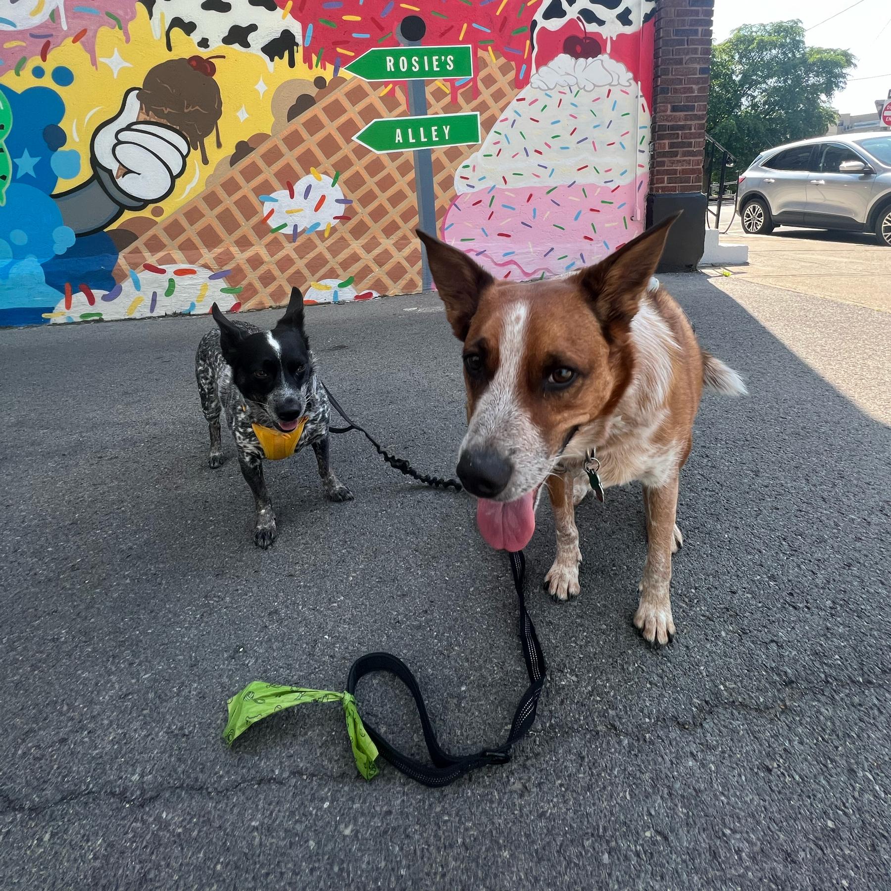 Flip and Bella’s Fund