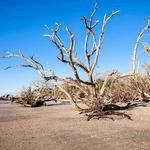 Botany Bay Heritage Preserve/Wildlife Management Area