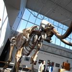 Florida Museum of Natural History