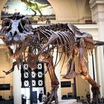 Field Museum