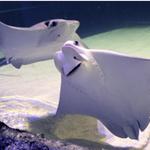 National Mississippi River Museum & Aquarium