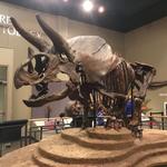 Burpee Museum of Natural History