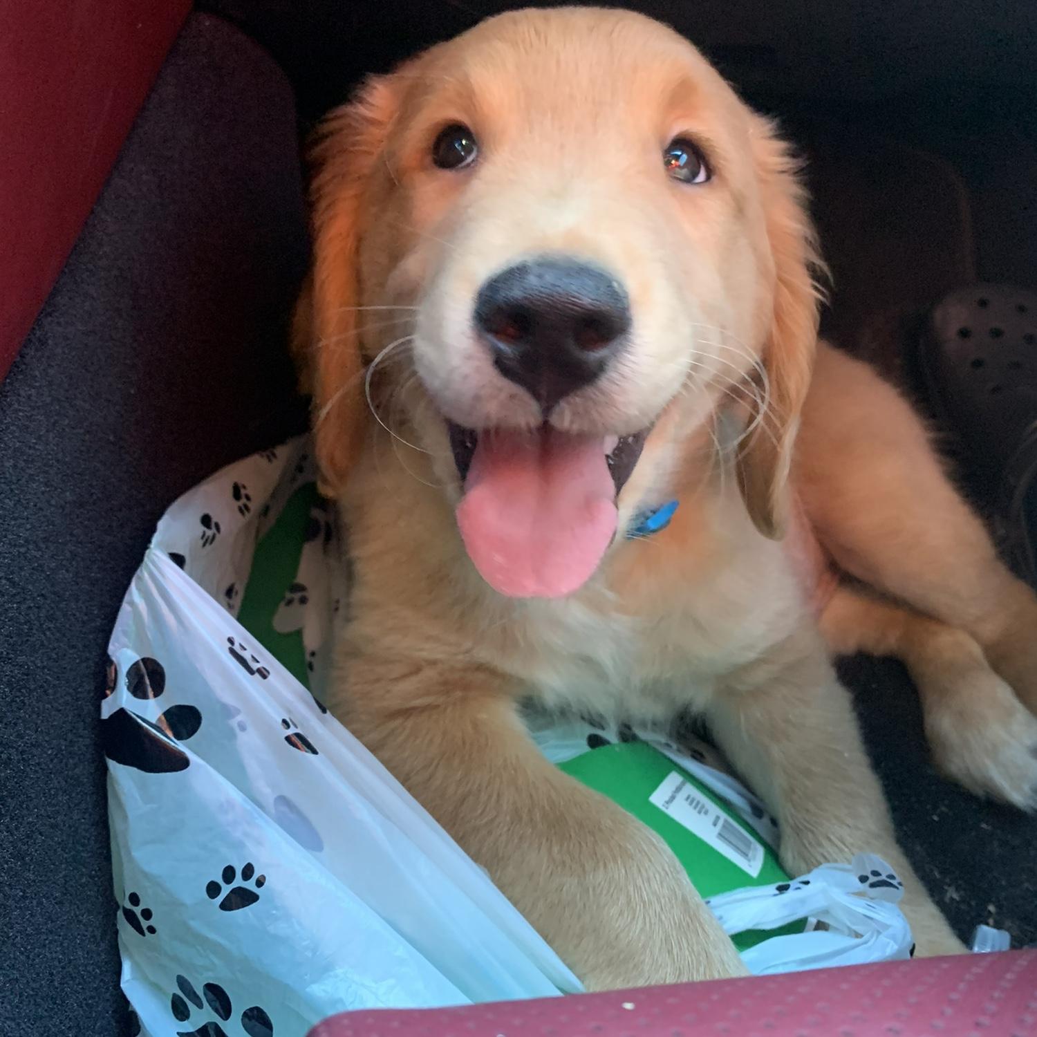 Christmas Eve 2021 ~
Car ride home with our boy Buddy