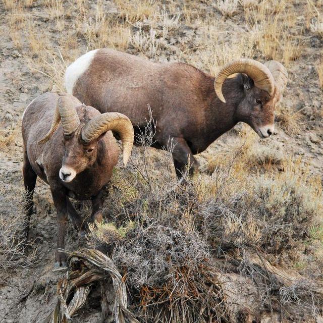 Wake Up to Wildlife Tour - Yellowstone WY