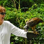 Falconry @ Dromoland Castle