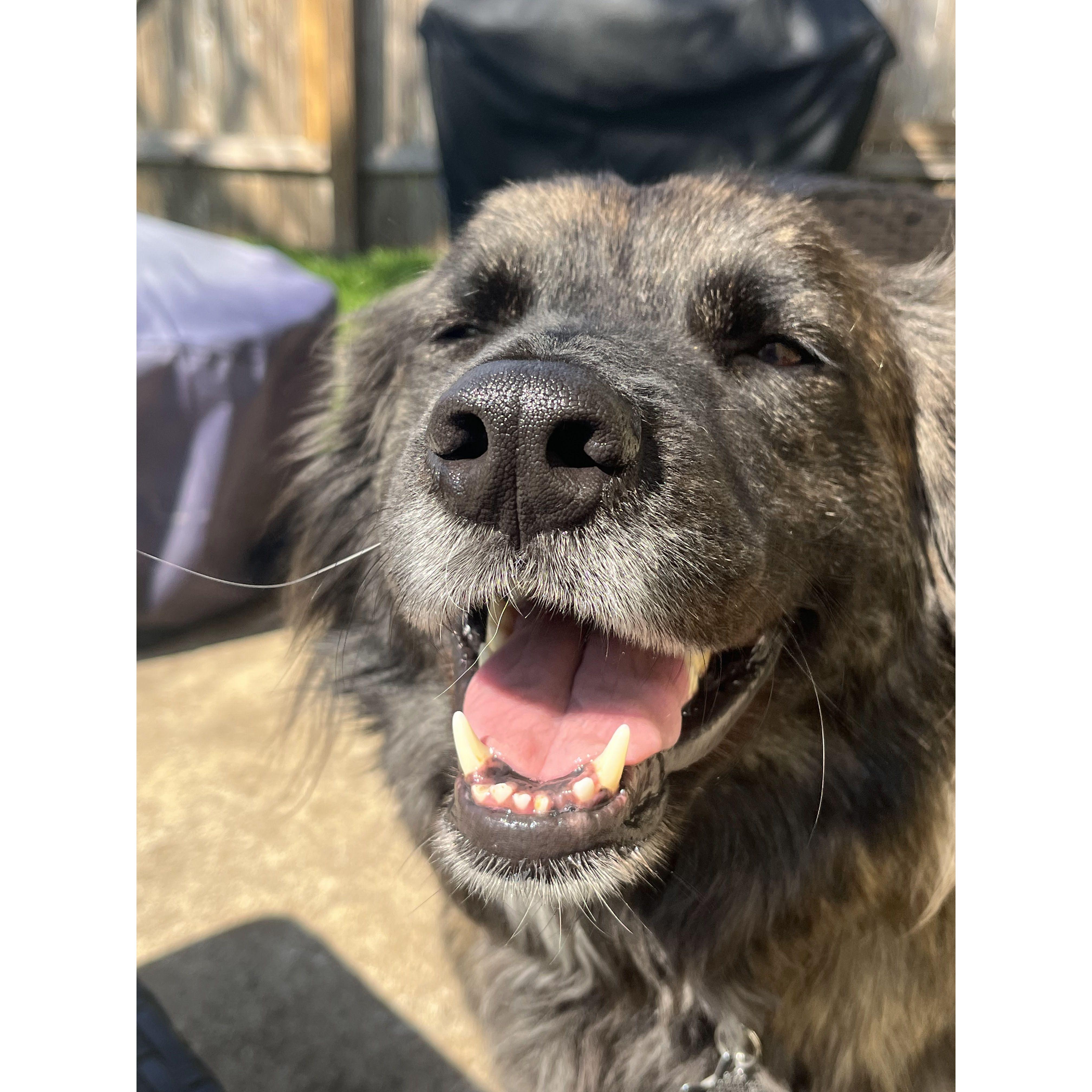 He's just a happy, happy dog. Just a happy, happy, happy dog!