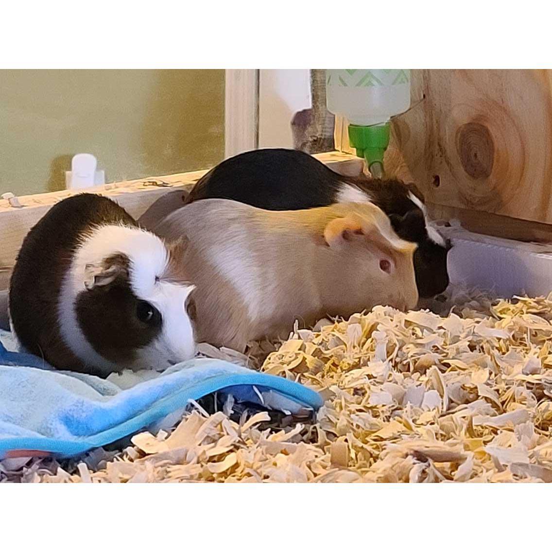 We added 3 more family members to the house. Meet Caramel, Cocoa and Maze ~ Nov 2020