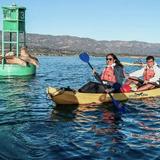 Santa Barbara Harbor: Wildlife Kayak Tour (2 Hours)