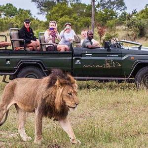 African Safari