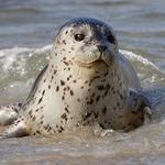 Monomoy Island Excursions (Seal Cruise)