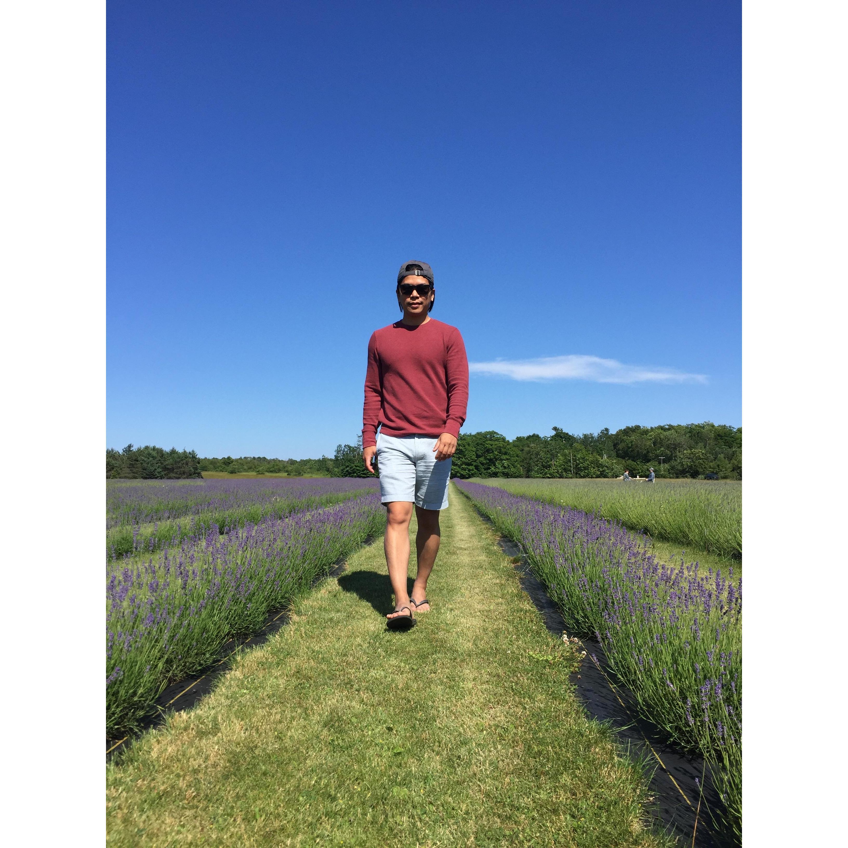 Largest lavender field in the Midwest; Washington Island July 2017