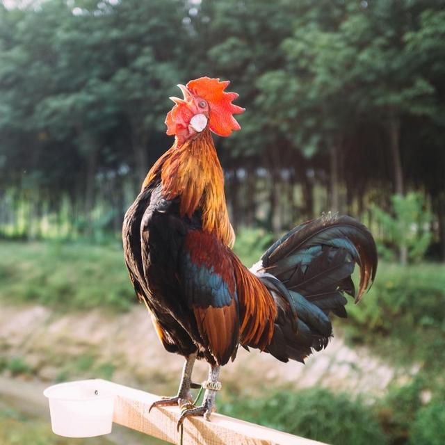Name a Rooster