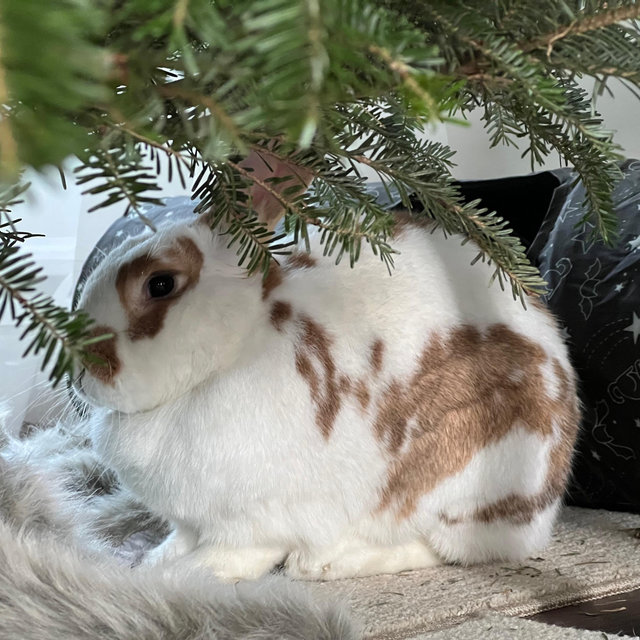 Our Bunny Fund