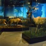 Houston Museum of Natural Science