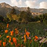 Santa Barbara Botanic Garden