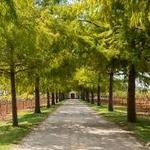 Fall Creek Vineyards in Driftwood
