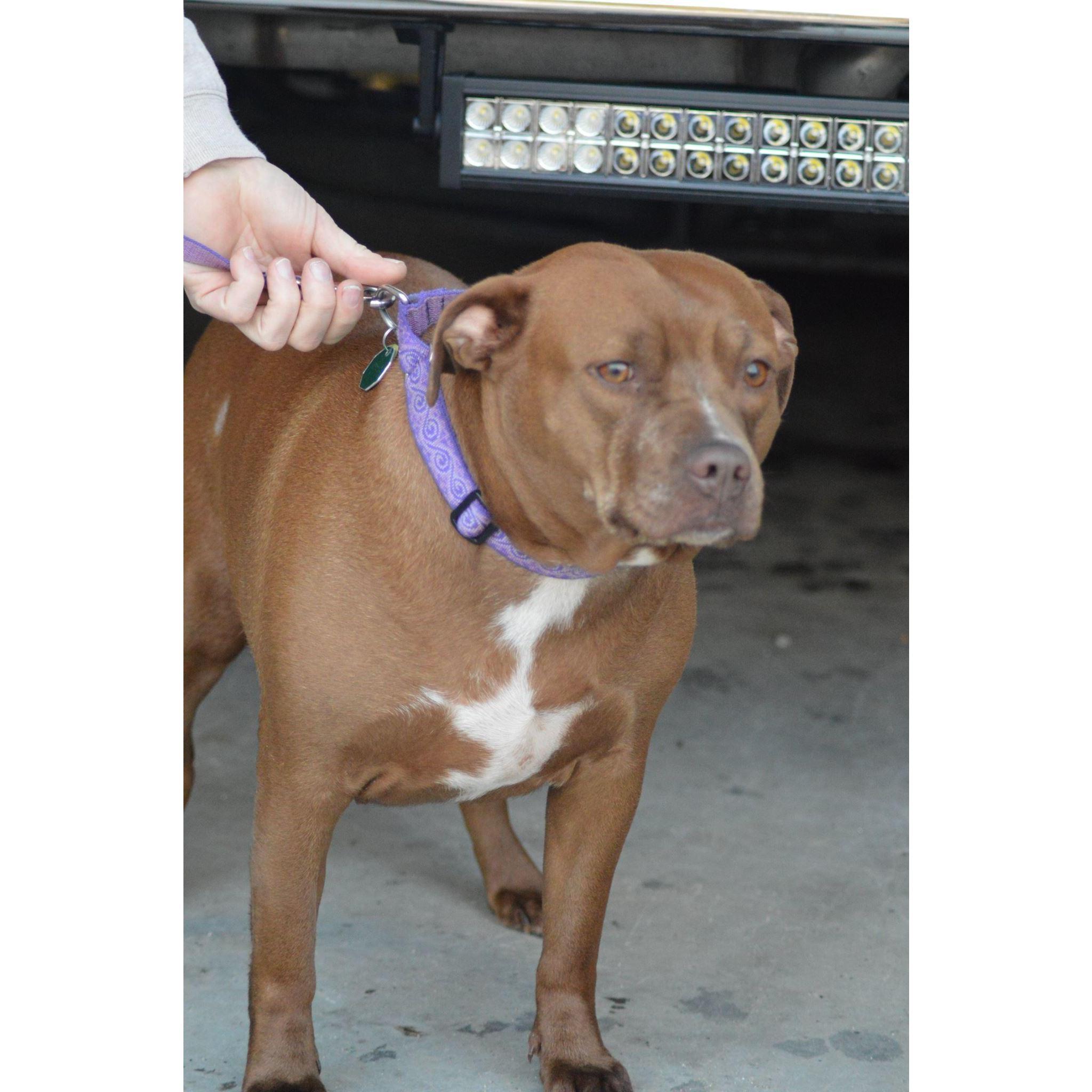 Ginger 3 Years Old
Pitbull Terrier Mix
Adopted her September 2017 From the Waterville Humane Society 
We loved her from the moment we met her!