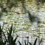 South Lake Howard Nature Park