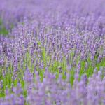 Lavender By The Bay