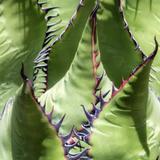 Santa Barbara Botanic Garden