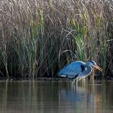 Ballona Creek Wetlands