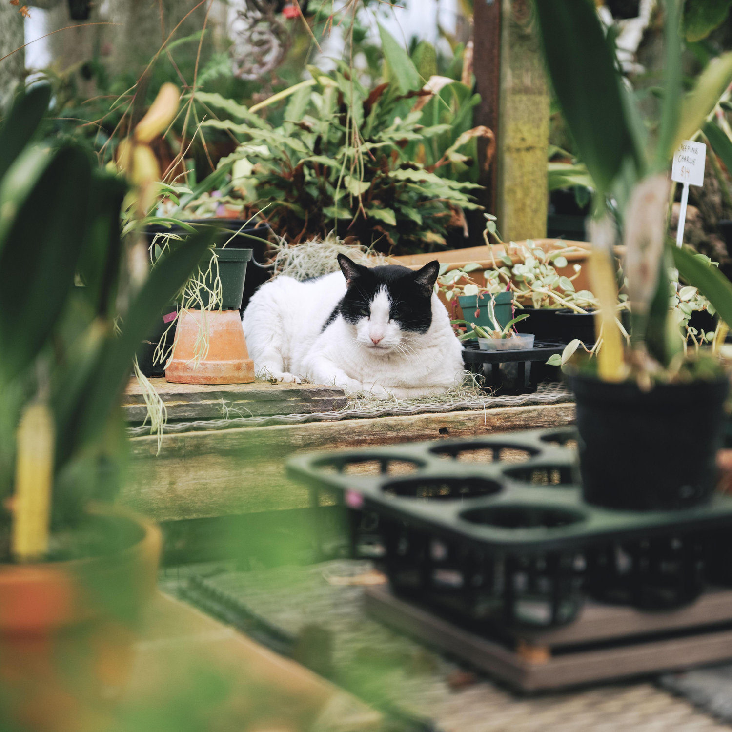 Patches