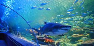 Greater Cleveland Aquarium