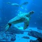 The Georgia Aquarium