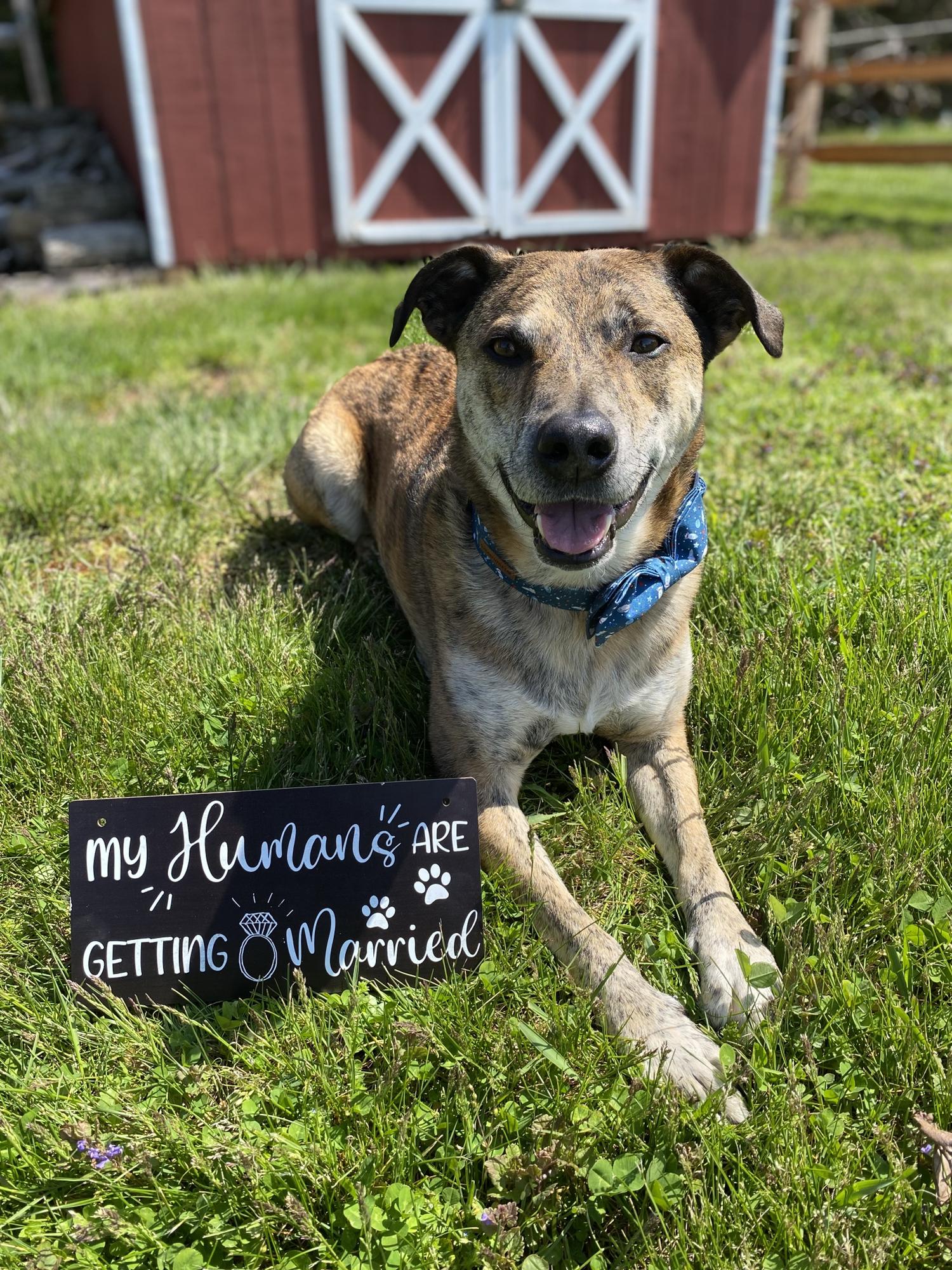 Koda announcing the happy news!