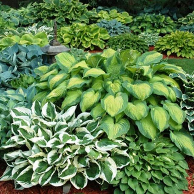Mixed Heart-Shaped Hosta Bare Roots - Rich Green Foliage, Low Maintenance, Heart Shaped Leaves - 24 Bare Roots W/ Planting Shovel
