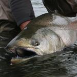 Cusack's on the Kenai