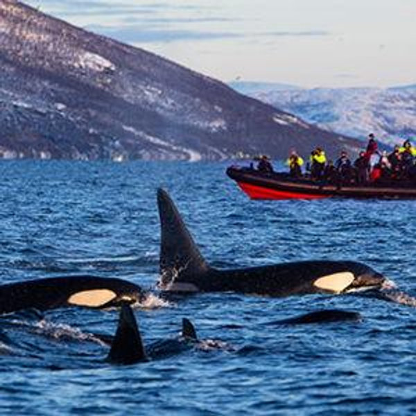 🫍 watching in Arctic Circle
